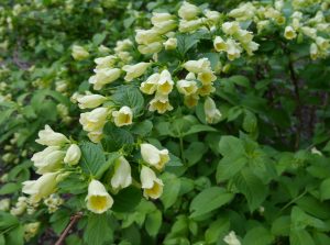 Gulklokkebusk, Weigela middendorffiana