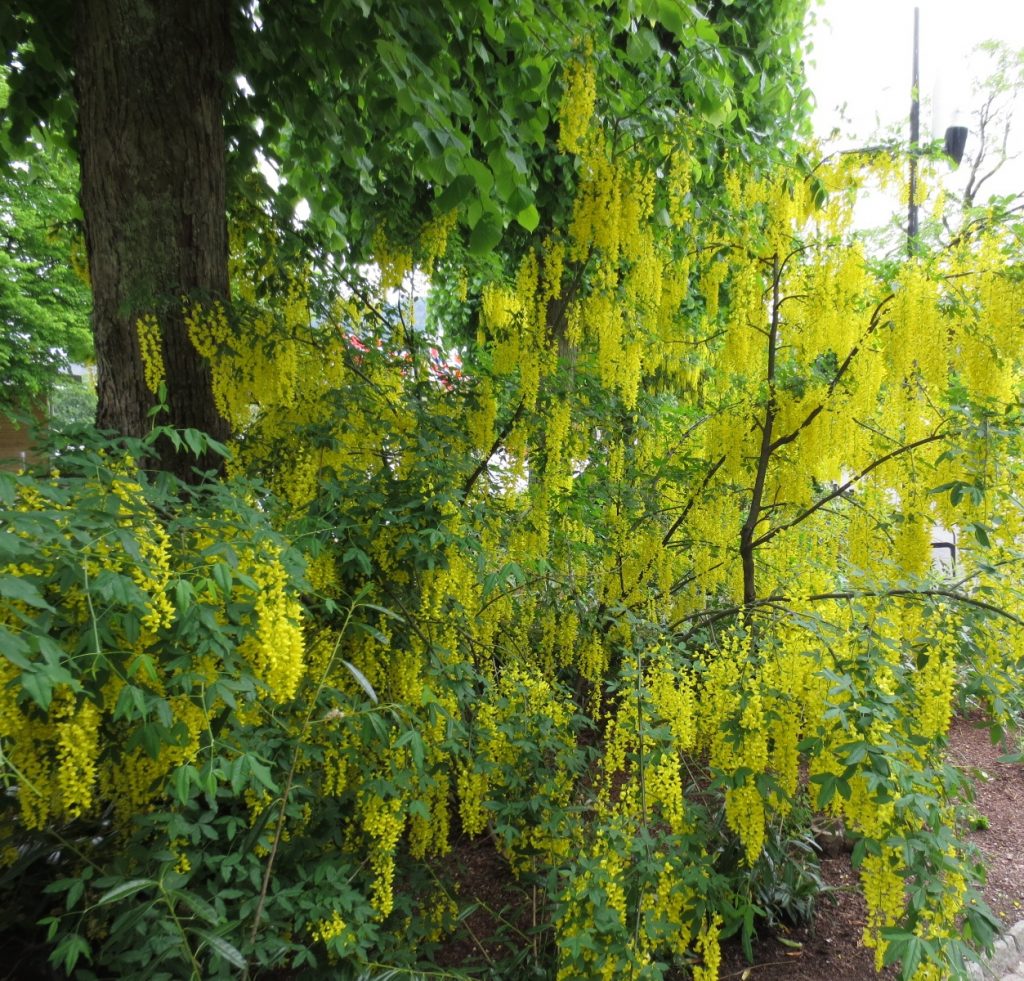 gullregn-laburnum-obp-opplysningskontoret-for-blomster-og-planter