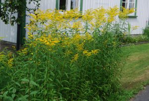 Gullris, Solidago