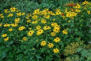 Gul solhatt, Rudbeckia fulgida