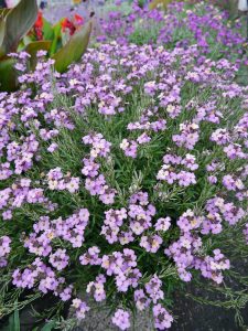 Gyldenlakk, Erysimum