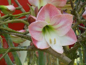 Dekorasjon med Amaryllis