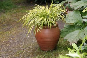 Hakonechloa macra 'Aureola'