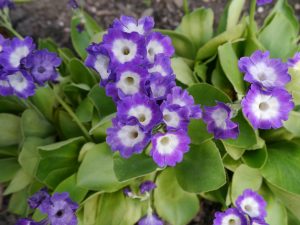 Hageaurikkel, Primula pubescens