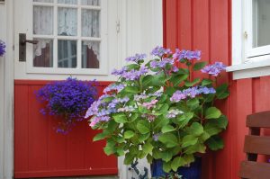 Hagehortensia ved husvegg