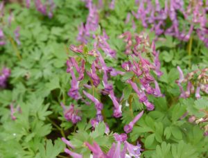 Hagelerkespore, Corydalis solida
