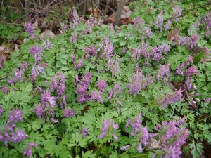 Hagelerkespore, Corydalis solida