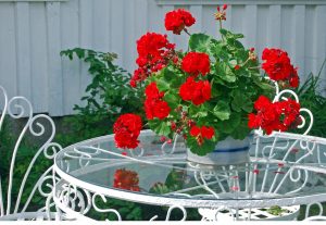 Hagepelargonium