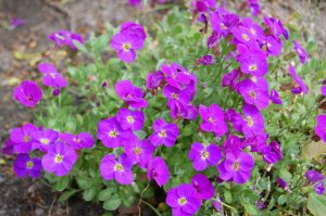 Hagepute, Aubrieta, er en av våre villigste bunndekkende stauder