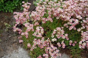 Hagesildre, Saxifraga