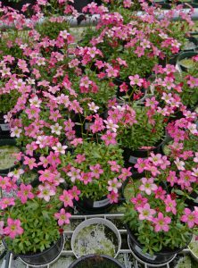 Hagesildre, Saxifraga ardensii