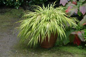 Hakonechloa macra 'Aureola'