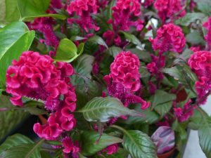 Hanekam, eller Celosia er en praktfull og fremmedartet blomst