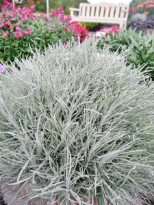 Helicrysum