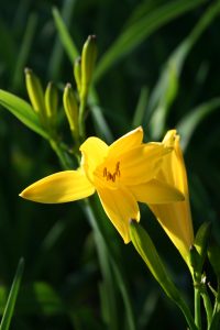 Hemerocallis lilioasphodelus, gul daglilje