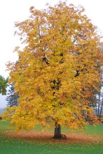 Hestekastanje, Aesculus hippocastanum, gul høstfarge