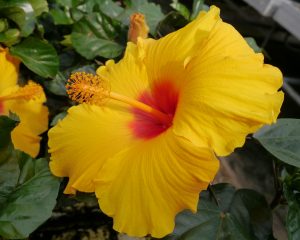 Gul Hibiscus