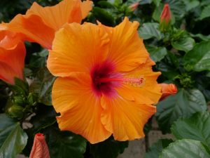 Oransje Hawaiirose