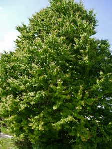 Hjertetre, Cercidiphyllum japonicum
