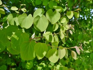Hjertetre, Cercidiphyllum japonicum