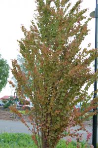 Hjertetre, Cercidiphyllum japonicum
