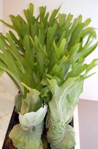 Hjortehornbregne, Platycerium bifurcatum