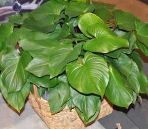 Homalomena rubescens
