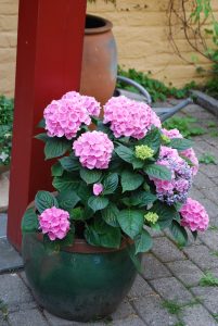 Hortensia i krukke på hushjørnet