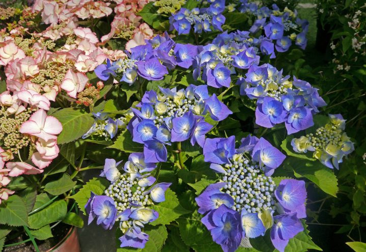 Nydelig blå Hortensia