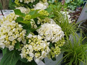 hvite Hortensia til stue, krukker og hage