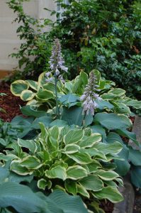 Hosta i bed