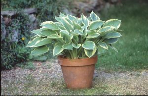 Hosta i krukke