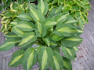 Hosta, bladlilje