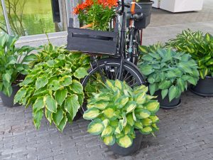 Utvalg Hosta, bladliljer