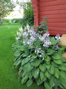 Hosta i hage