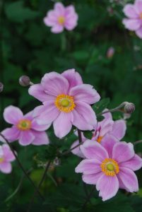 Høstanemone, Anemone hybrida
