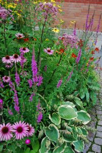 Høstblomsterbed
