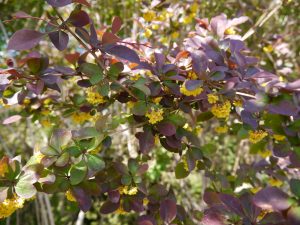 Høst med berberis, Berberis thunbergiia