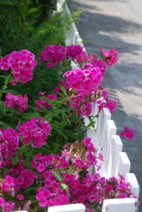 Høstfloks, Phlox paniculata i lilla