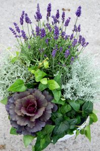 Høstkrukke med lavendel, prydkål, eføy og Senecio