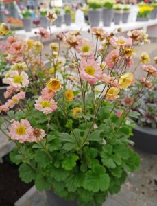 Humleblomst, Geum