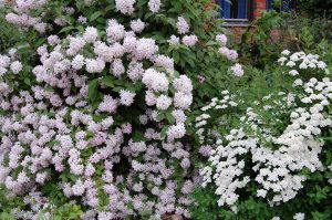 Hybridstjernetoopp, Deutzia x hybrida