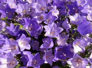 Campanula