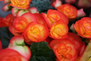 påskeblomst, begonia, hiemalisbegonia, begonia hiemalis, oransj, gul