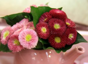 Bellis, Tusenfryd