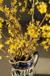 Forsythia, gullbusk