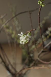 Blomstring på bare grener