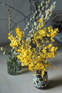 Vårblomstrende grener; gullbusk og selje