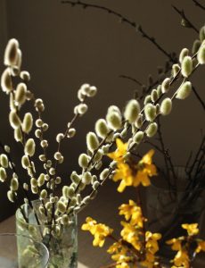 Gåsunger, grener om våren