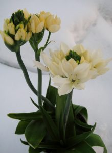 Kremhvite nyaner av Solstjerne, som også kalles Ornithogalum er nydelig